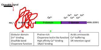 A diagram shows the calreticulin protein with its amino terminal domain (N-domain), proline-rich domain (P-domain), and carboxyl domain (C-domain). Below the diagram, textboxes corresponding to each domain describe its structure and function.