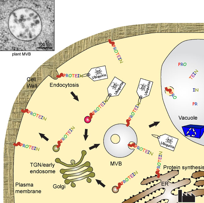 An electron micrograph and a schematic diagram of a cell show how endosomes contribute to protein trafficking in plants. Protein traffic between the endoplasmic reticulum (ER), golgi, trans-golgi network, plasma membrane, multivesicular body (MVB), and vacuole are shown using arrows and illustrations of organelles and proteins. Above and to the left of the cell is a grey-scale electron micrograph of an MVB.