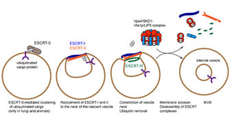 A four-step schematic diagram shows vesicle formation in a multivesicular body (MVB). The MVB is depicted as a circle, and vesicle formation occurs within the MVB. The escort proteins and the ubiquitinated cargo protein are shown at different steps in the process, and text below each illustration clarifies what is occurring at each step.