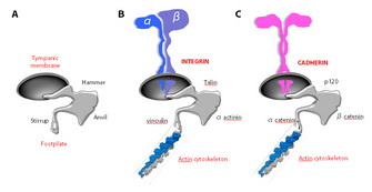 A three-panel schematic shows how the overall structure of the middle ear shares similarities with the organization of adhesion receptors and their adaptor proteins. The tympanic membrane is connected to the cochlea via the auditory ossicle chain, which consists of the hammer, anvil, and stirrup, and adhesion receptors are connected to the actin cytoskeleton via interactions between their cytoplasmic domains and a chain of adaptor proteins. The first panel shows a diagram of the middle ear. The second panel shows a diagram of an integrin receptor heterodimer with its associated adaptor proteins connecting it to the actin cytosleketon, and the third panel shows a cadherin receptor with its associated adaptor proteins connecting it to the actin cytoskeleton. Structural features are labeled in each diagram.