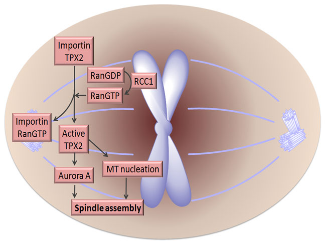 A schematic diagram of a cell shows how Ran facilitates spindle assembly in a mitotic cell. RCC1 near the chromosome converts RanGDP to RanGTP, which facilitates the release of TPX2 from Importin. Active TPX2 then contributes to Aurora A activation and microtubule nucleation. Both Aurora A and microtubule nucleation then stimulate spindle assembly.