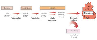 The diagram illustrates how systems biology enables us to consider the increase in informational complexity from the genome to the transcriptome to the proteome and finally to a phenotype. The numbers of genes, MRNAs, proteins, modified proteins, and metabolites are indicated for a typical cell. The phenotype is represented by a drawing of a heart.