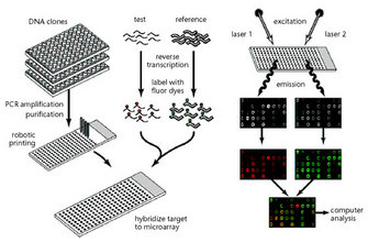 A two-column diagram shows two methods of expression profiling. Black-and-white schematic illustrations in the left column show how DNA clones are analyzed in a microarray. PCR is performed to prepare the DNA probes, which are then printed robotically onto slides. The DNA is fixed to the slides and the arrays are processed.  In the right column, lasers are used to excite slides. The resulting emissions are shown in a series of photographs. Each photograph shows a fluorescently-labeled square containing circular depressions arranged in an approximately five by nine grid.  Some circles are empty, and other are emitting a fluorescent red, green, or orange color. Text adjacent to one of the grids explains that the microarrays are subject to computer analysis.