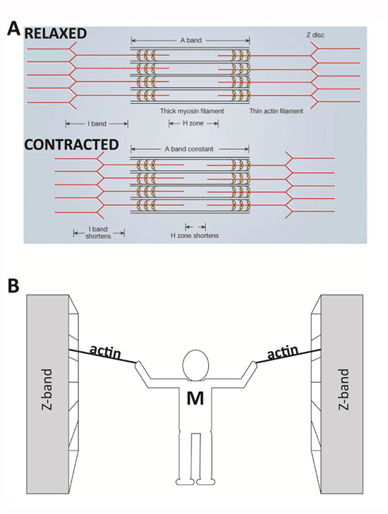 Two diagrams show a muscle contraction occurring at the level of the sarcomere. Diagram A is a line diagram showing the arrangement of proteins in both a relaxed sarcomere and a contracted sarcomere. Diagram B shows the relationship between actin and myosin in a single sarcomere. The relationship is represented by a human figure (representing myosin) with outstretched arms standing between two bookcases that represent two Z-bands. The figure’s arms are each pulling on an actin rope that is connected to the bookcase on that side.