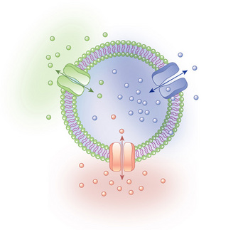 An illustration shows a cross section of a plasma membrane with three different transport proteins arranged across the phospholipid bilayer. Each protein acts as a pore, as shown by an arrow through the center of it.  Small beads representing molecules are hovering near the proteins, showing higher concentration either outside of the membrane or inside of it. The transport proteins are therefore regulating concentrations of molecules inside the cell, by controlling the passage of molecules through pores.