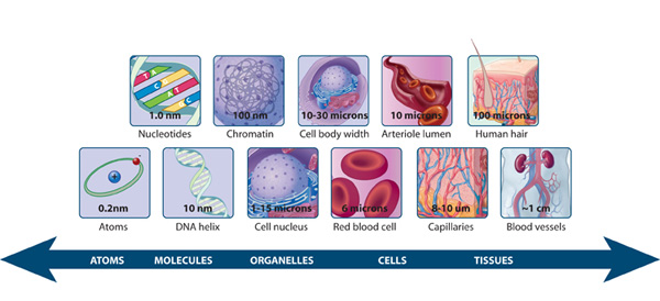 A diagram of scale shows how different biological features fall along a size gradient. Atoms are represented on the far left side of the scale, while much larger blood vessels are pictured on the far right; molecules, organelles, and cells are arranged in the middle in order of increasing size, between these two extremes.