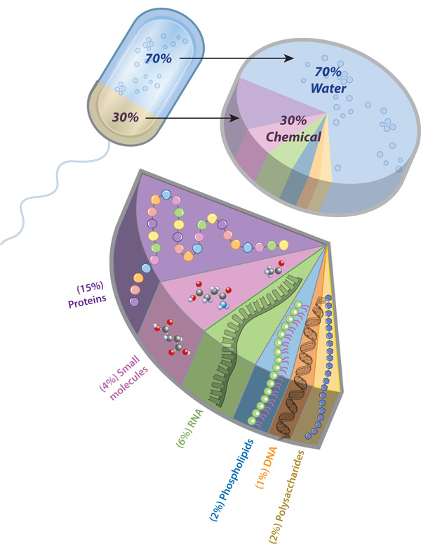 A pie slice diagram shows the proportion of water to typical chemical components in a bacterial cell. Each chemical component is color-coded and is labeled by name and percent.