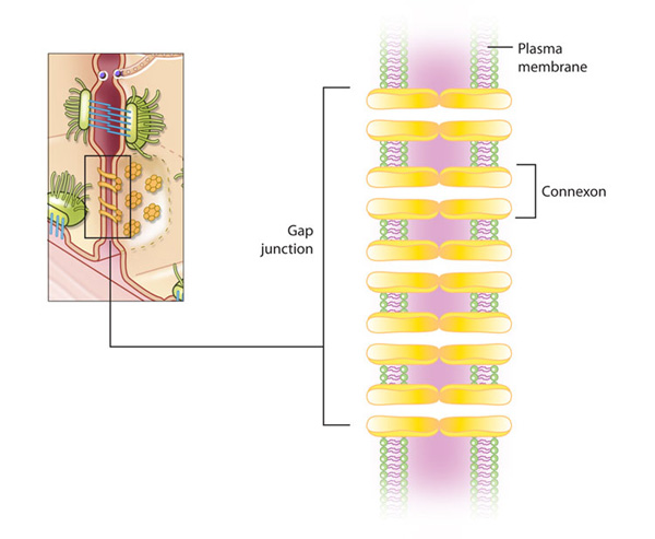 A two-part schematic diagram shows the structure of a gap junction. An illustration of two cells partially cut open shows a top view of the gap junction in the plasma membrane as well as a side view of the gap junction passing through the plasma membranes of adjacent cells. A small region of this diagram is expanded to show the structure of the gap junction in greater detail.