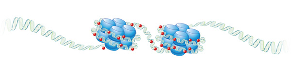 An illustration shows two nucleosomes. Each nucleosome is composed of double-helical DNA wrapped around eight histone subunits. The histones are represented by blue cylinders, and, in the nucleosome, the histones are arranged in two layers; four cylinders are aligned two by two to form a square top layer, and the four remaining cylinders are also aligned two by two to form the same square shape as a bottom layer. DNA is coiled twice around the circumference of each nucleosome. There is a short stretch of DNA between the two nucleosomes, and DNA also extends off to the right of the nucleosome on the right and off to the left of the nucleosome on the left. Small red spheres, representing methylated cytosines, are present on the DNA associated the nucleosomes.