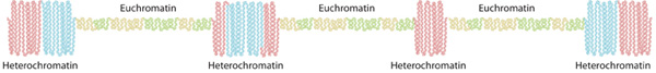 An illustration shows alternating regions of euchromatin and heterochromatin forming a linear region of DNA. The chromatin is depicted as a very long coil that snakes up and down repeatedly as it stretches from left to right. The packing of the coils adjacent to one another is tight, so much of the coiled chromatin is vertical. Regions of heterochromatin are shown in blue and red, and regions of euchromatin are shown in yellow and green. Regions of heterochromatin are more condensed and are shown as thicker stretches. Regions of euchromatin are less condensed and are shown as thinner stretches.