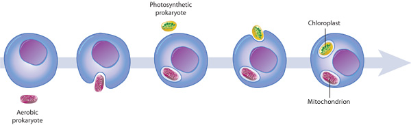 A schematic represents the gradual assimilation of independent prokaryotic organisms by eukaryotic cells, into functioning organelles, in five simplified evolutionary stages.