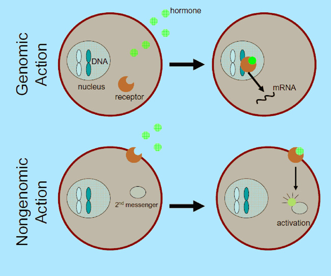Model of genomic and nongenomic steroid hormone action