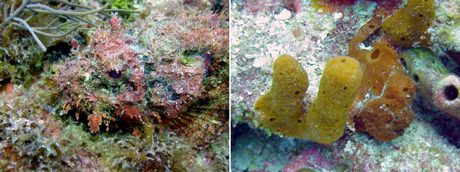 Both the scorpion fish (left) and frog fish (right) are adapted to blend into their environment.