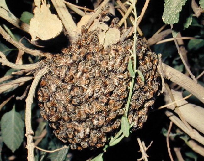Swarm of African honey bees (<i>Apis mellifera</i>)