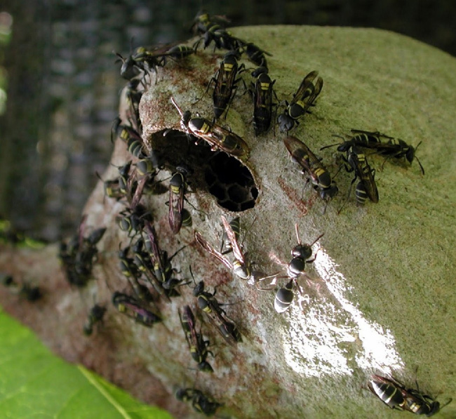 Polistes wasps protecting a paper carton nest in Corcovado National Park, Costa Rica