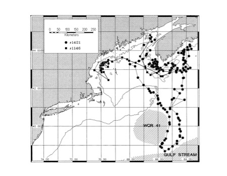 Satellite monitored movements of two male northern right whales (<i>Eubalaena glacialis</i>; #1421 and #1146) showing their ability to disperse large distances unimpeded