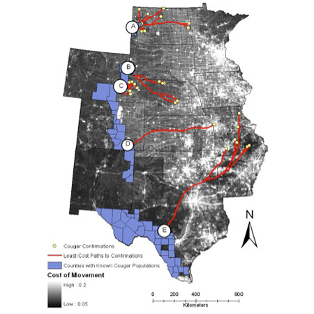 Potential cougar dispersal corridors modeled via least-cost paths analysis (see Larue & Nielsen 2008) from source populations in the West to confirmed cougar sighting locations in the Midwest observed from 1990 to 2006