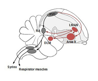 A sagittal view of a schematic bird brain depicting the neural circuit controlling song learning and production