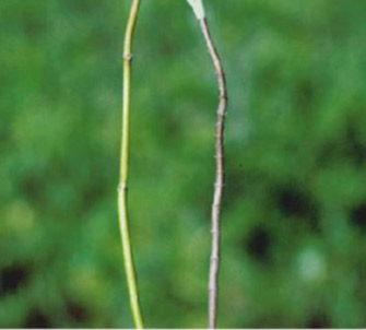 A green <i>Borrichia frutescens</i> stem on the left and a woody stem on the right