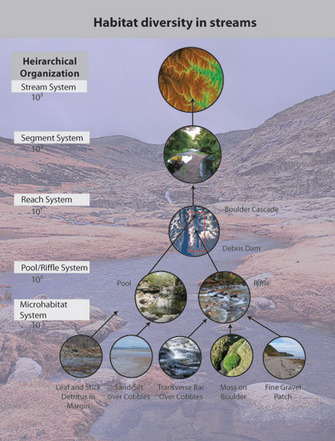 Habitat diversity in streams.