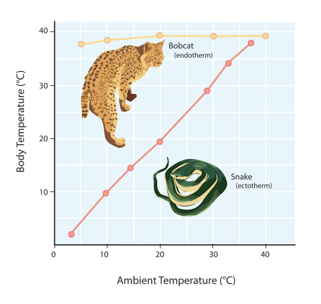 Comparison of body temperature response