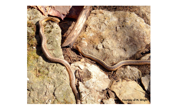 Garter snakes (<i>Thamnophis sirtalis</i>) emerging from a subterranean hibernaculum in late February.