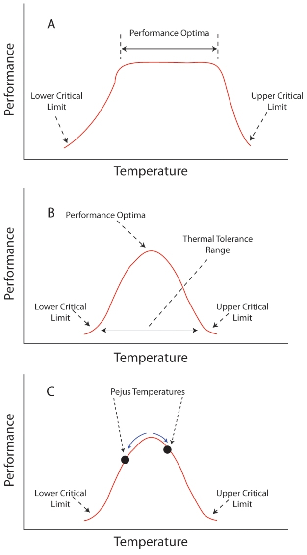 Hypothetical physiological performance curves for endothermic