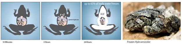 Wood frogs endure freezing during the wintertime, but only fluids in extracellular spaces (e.g., blood) freeze.