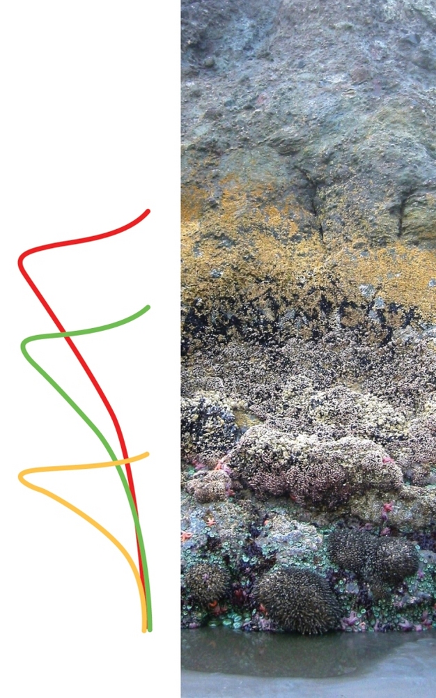 Rocky intertidal zone image showing vertical zonation and idealized performance curves