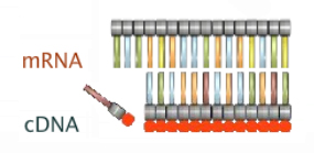 A schematic shows 16 nucleotides arranged to form a single horizontal strand of MRNA. Below the single strand, 13 complementary nucleotides on a strand of CDNA are paired with the nucleotides on the upper strand. A 14th nucleotide is approaching the second strand. On both strands, gray horizontal cylinders represent the phosphate-sugar molecules, and vertical rectangles represent the nitrogenous bases. The nitrogenous bases on the top strand are green, blue, orange, or yellow, representing different chemical identities of the bases. In the bottom strand, the yellow bases have been replaced by red bases, indicating the switch from uracil in MRNA to thymidine in CDNA. A red circle below each of the phosphate-sugar molecules on the CDNA strand indicates that this strand has been fluorescently labeled.