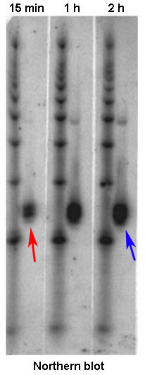 A photograph shows the results of three Northern blot analyses: one performed 15 minutes after exposure to a drug, one performed 1 hour after exposure, and one performed 2 hours after exposure. The three analyses are arranged side-by-side for comparison. The first lane in each blot contains a standard sample, with black bands marking specific RNA sizes. The second lane in each blot shows the RNA content for the treated sample. A thick black band appears halfway down the length of each blot. The band in the 15-minute analysis looks like a small circle, and is indicated by a red arrow. The band in the 1-hour analysis is a larger black oval, approximately twice the size as the band in the previous analysis. The mark in the 2-hour analysis is the largest black oval, and is close in size to the mark in the 1-hour analysis. It is indicated with a blue arrow.