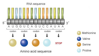 A schematic shows a horizontal row of 15 nucleotides above a row of four amino acids and a stop signal. The nucleotides, which are represented by green, yellow, blue, or orange rectangles, are joined end to end by ribose sugars, which are represented by grey horizontal cylinders. The row of 15 nucleotides can be divided into five groups of three from left to right. Each of the three-nucleotide units, or codons, corresponds to an amino acid or stop signal in the row below it.