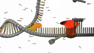A schematic shows a double-stranded DNA molecule undergoing the replication process. At right, the double helix has opened and the top strand has separated from the bottom. A globular yellow structure, representing the protein helicase, is bound to the ends of several nitrogenous bases on the lower strand. A red globular molecule, representing the enzyme primase, is bound to the lower DNA strand to the right of helicase.
