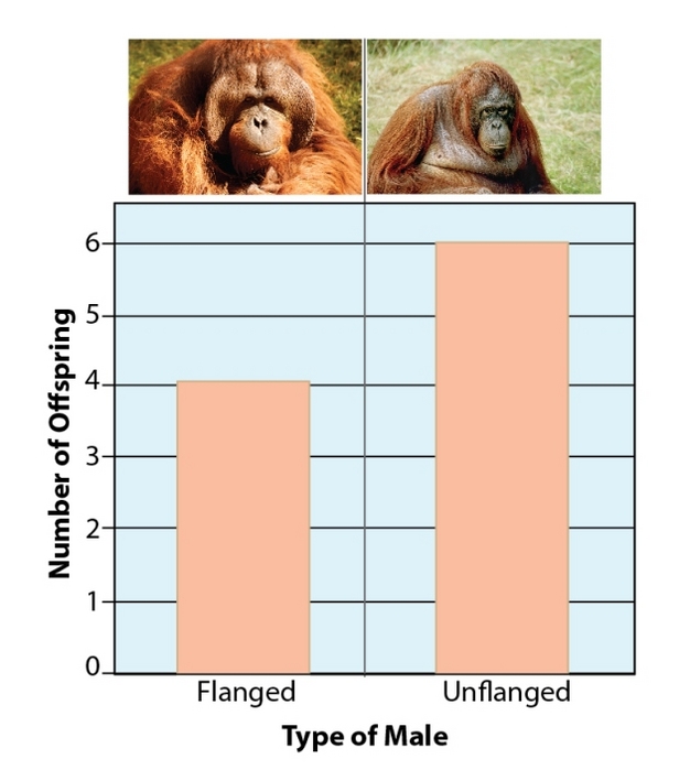 Number of offspring sired by flanged vs unflanged males.