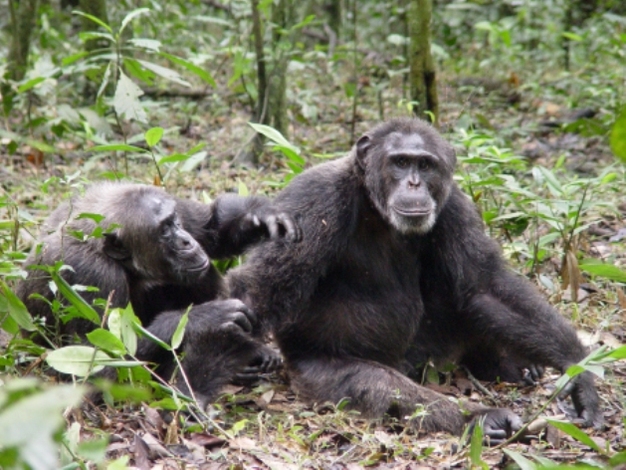 Male chimpanzees of the Ngogo community in Kibale National Park, Uganda, engaging in a bout of grooming.