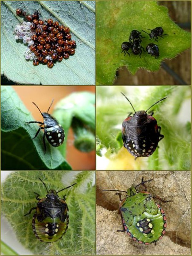 The Green Stink Bug (<i>Nezara viridula</i>) assumes different body forms through metamorphosis between different discrete life stages.