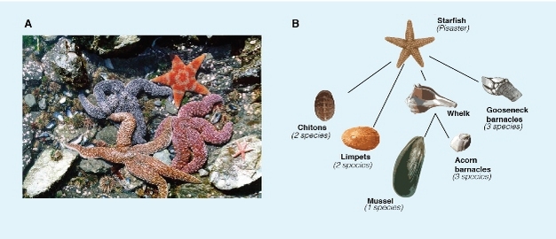 (a) The rocky intertidal zone of the Pacific Northwest coast is inhabited by a variety of species including starfish, barnacles, limpets, chitons, and mussels. (b) A food web of this community shows that the starfish preys on a variety of invertebrate species.
