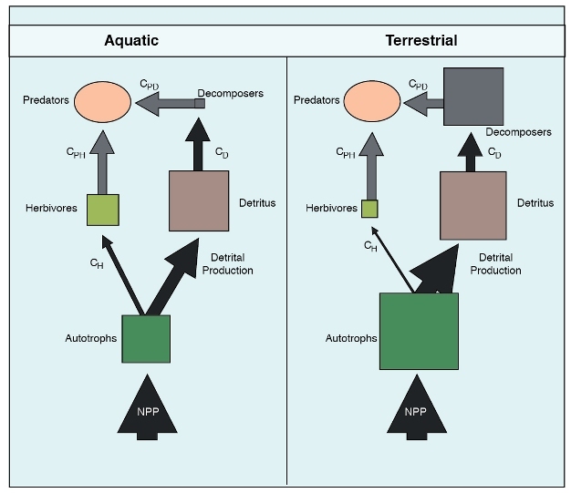 Differences in pathways of carbon flow and pools between aquatic and terrestrial ecosystems.