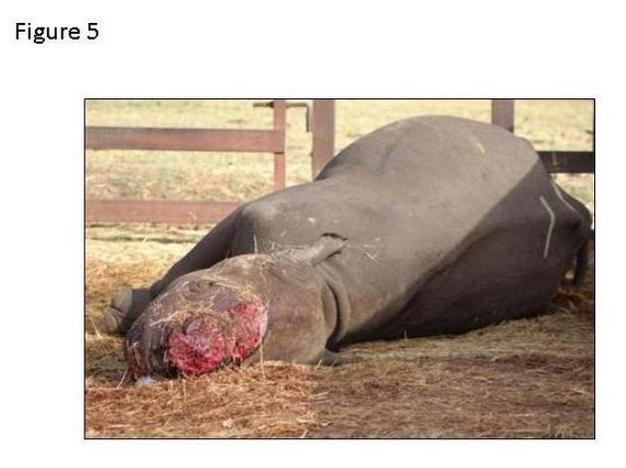 A rhinoceros killed for its horn.