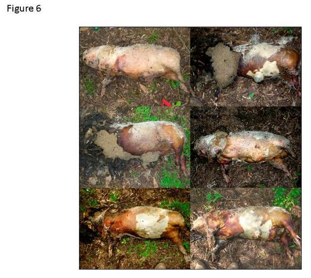 Decomposition of swine carrion.