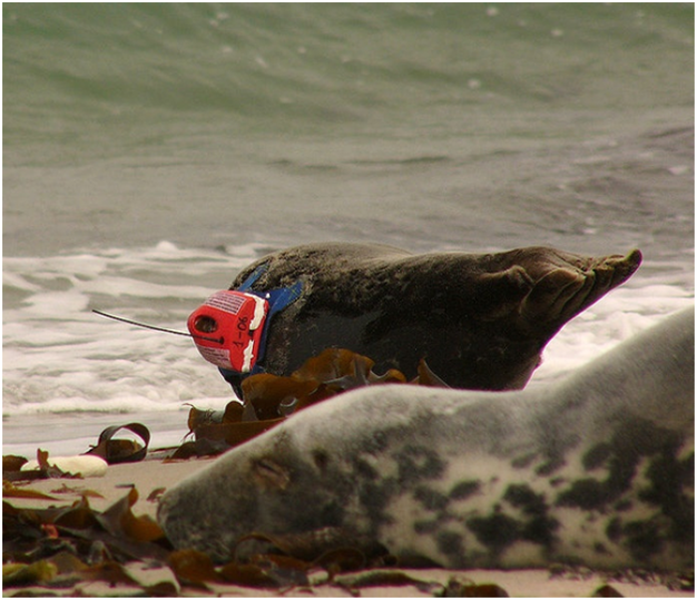 Grey seal (<i>Phoca vitulina</i>) on Helgoland, Germany, with a satellite telemetry sender attached.