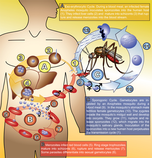 Illustration of the malaria transmission cycle.
