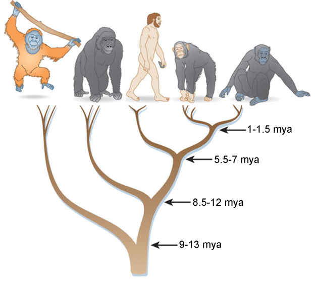 Evolutionary relationships of Hominidae.