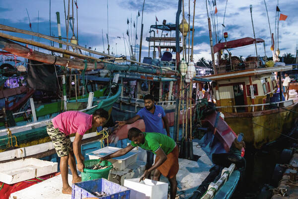 Fish are sorted on a boat in Matara, Sri Lanka.