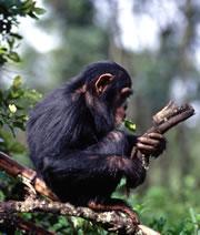 Girl chimps learn faster than boys : Nature News