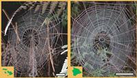 Tetragnatha stelarobusta on Maui and T. hawaiensis on the island of Hawaii weave very similar types of web.