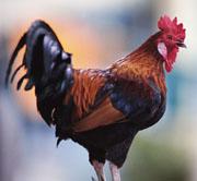The chicken is the first descendant of the dinosaurs to have its genome sequenced.