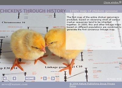 Click here to follow the history of the chicken, from its origins among the dinosaurs until today.   type='special