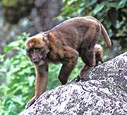 The new macaque species has a distinctive yellow patch on its forehead.