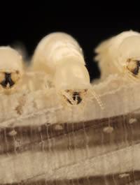 Termites tune in to food frequencies : Nature News